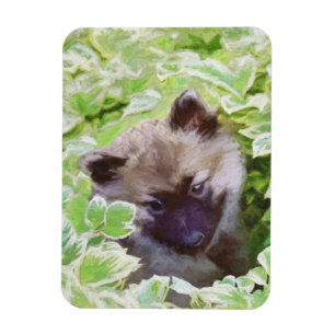 Ímã Keeshond Puppy na Pintura Original
