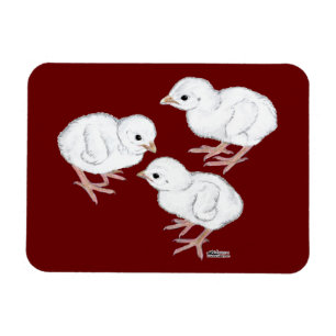 Ímã Keets de Guiné Branca