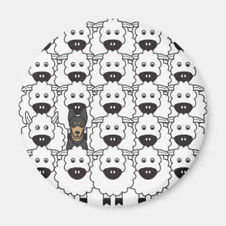 Imã Kelpie australiano em ovelha