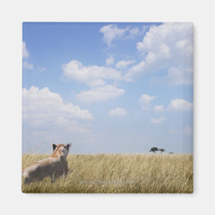 Imã Kenya, Masai Mara