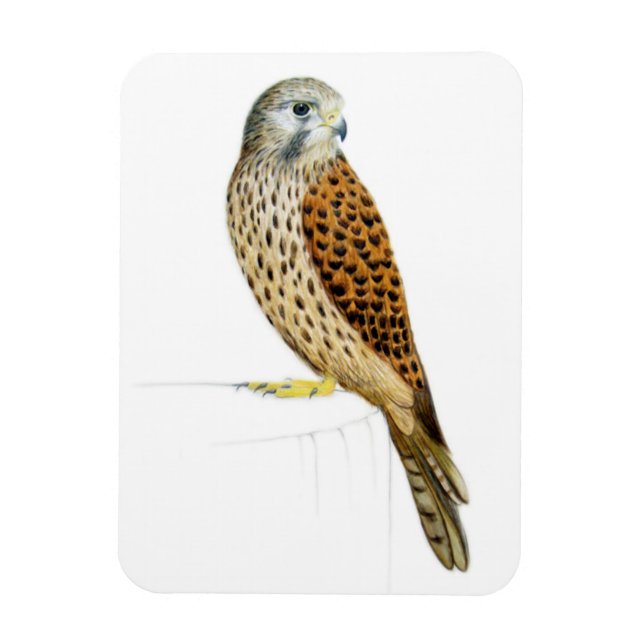 Ímã Kestrel 2011 (Vertical)
