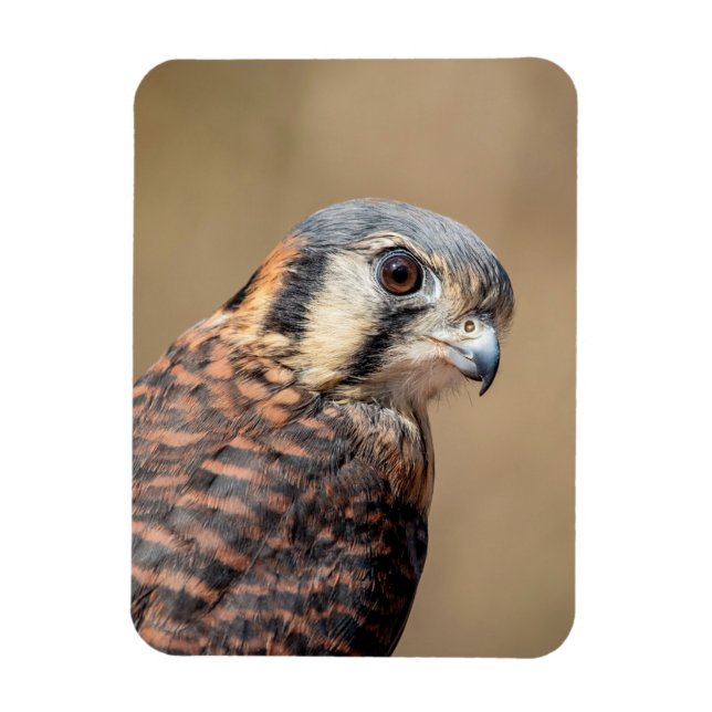 Ímã Kestrel Americano (Vertical)