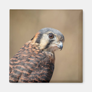 Imã Kestrel Americano
