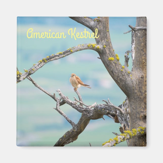 Imã Kestrel Americano (Frente)