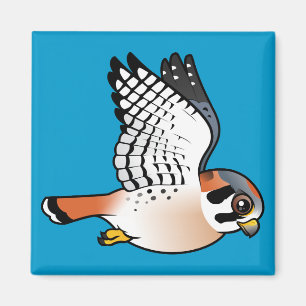 Imã Kestrel americano em vôo