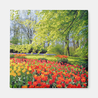 IMÃ KEUKENHOF GARDENS, LISSE HOLLAND