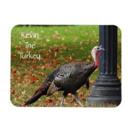 Ímã Kevin The Turkey - Old Wethersfield, CT