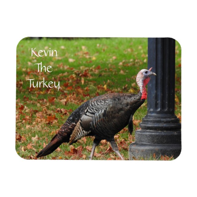Ímã Kevin The Turkey - Old Wethersfield, CT (Horizontal)