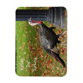Ímã Kevin The Turkey - Old Wethersfield, CT