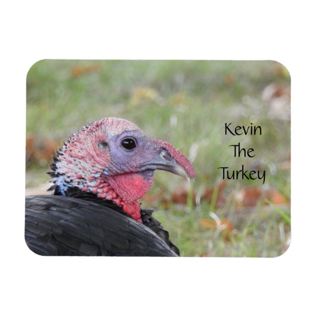 Ímã Kevin The Turkey - Old Wethersfield, CT (Horizontal)