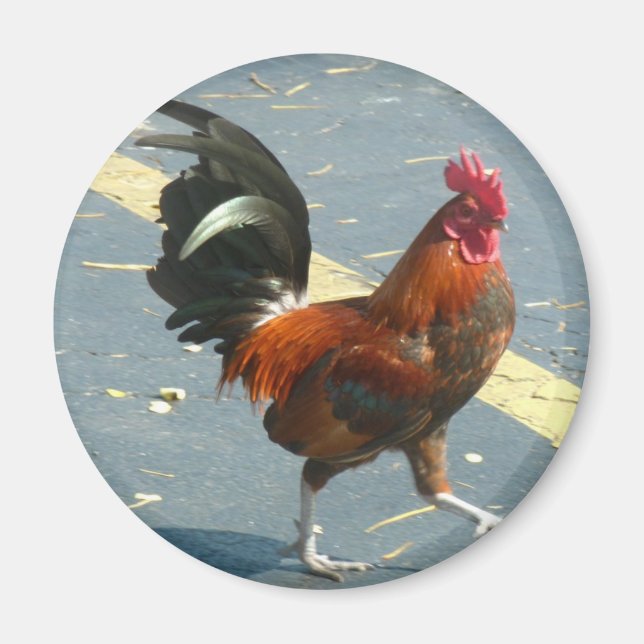 Imã Key West Chicken (Frente)