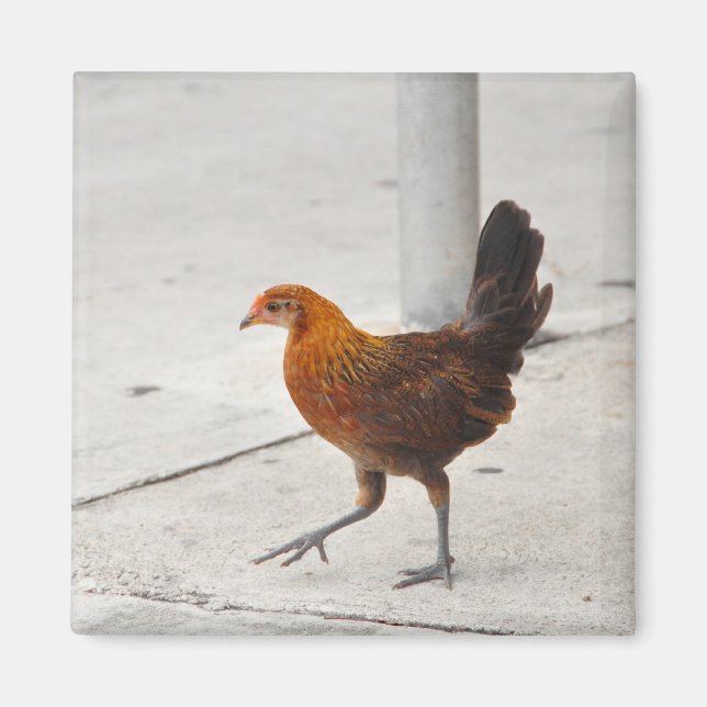 Imã Key West Chicken No Sidewalk Florida Magnet (Frente)