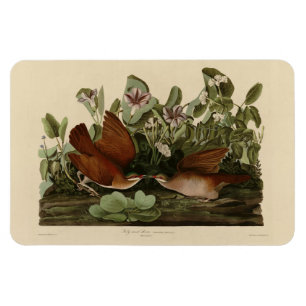 Ímã Key-west Dove, Quail-Dove Audubon Birds da América