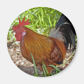 Imã Key West Rooster