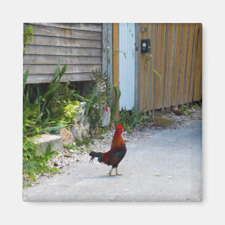 Imã Key West Rooster Magnet