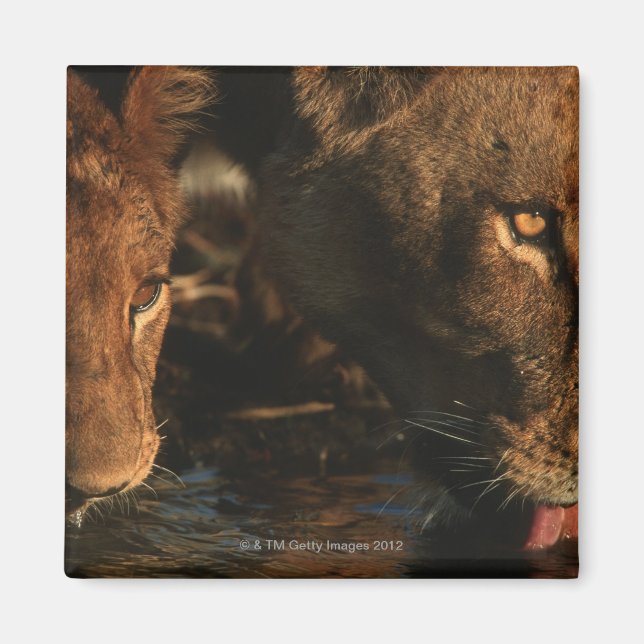 Imã Khwai River, Moremi Willife Reserve, Botswana (Frente)