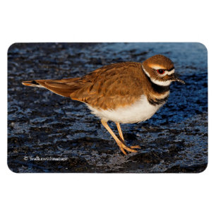 Ímã Killdeer no Mudflats gelado