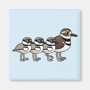 Imã Killdeer & três pintinhos