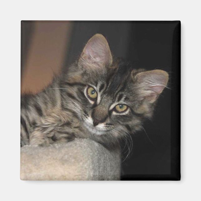 Imã Kimber Chillin' Kitten Magnet (Frente)