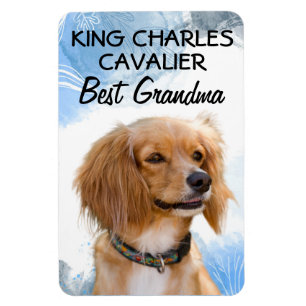 Ímã King Charles Cavalier Melhor Magnet
