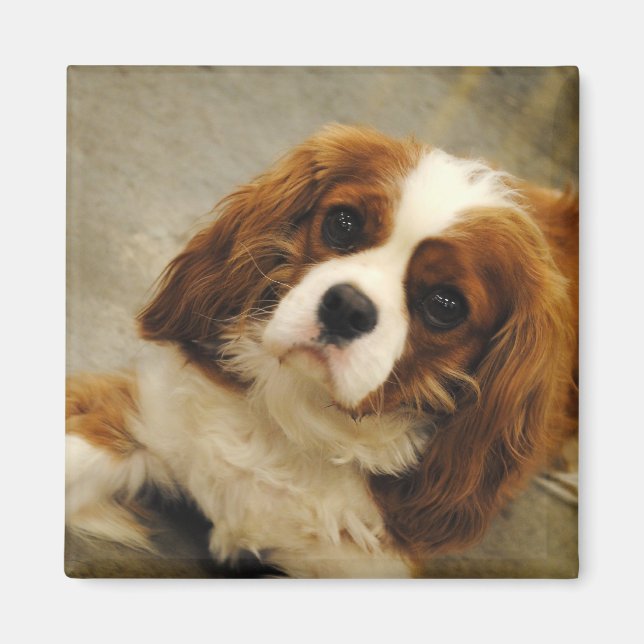 Imã King Charles Cavalier Spaniel Magnet (Frente)