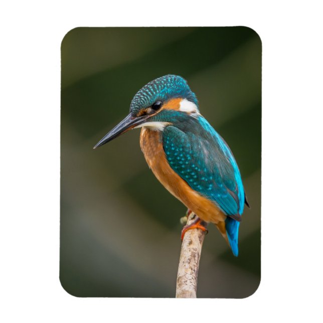 Ímã KIngfisher (Vertical)