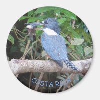 Kingfisher com Peixe do Magnet da Costa Rica