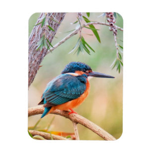 Ímã Kingfisher Perch no Branch