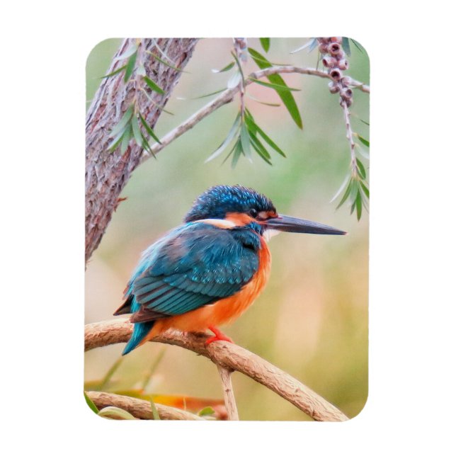 Ímã Kingfisher Perch no Branch (Vertical)
