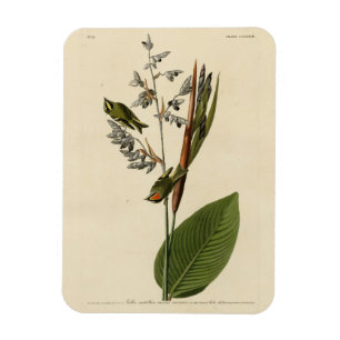 Ímã Kinglet coroado ouro, Pássaros da América de Audub