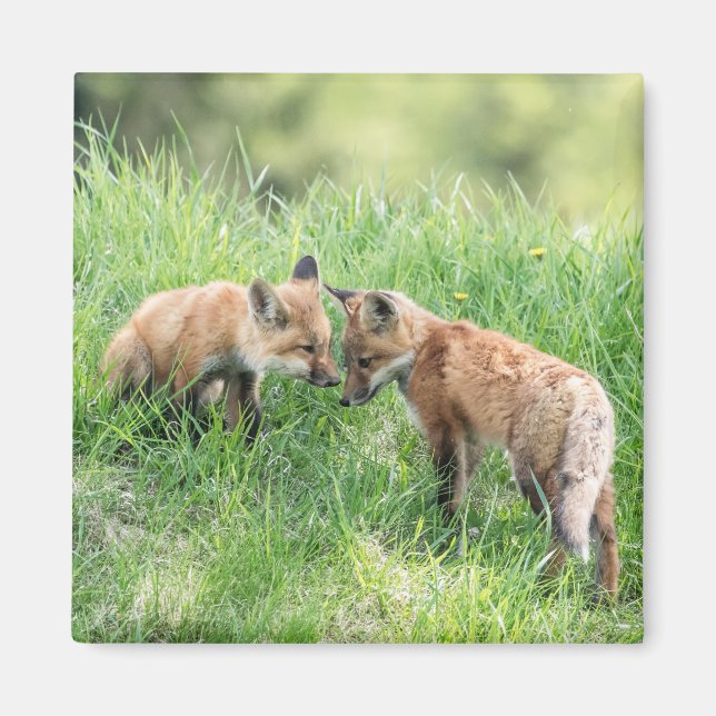 Imã Kits de Raposa Vermelha (Frente)