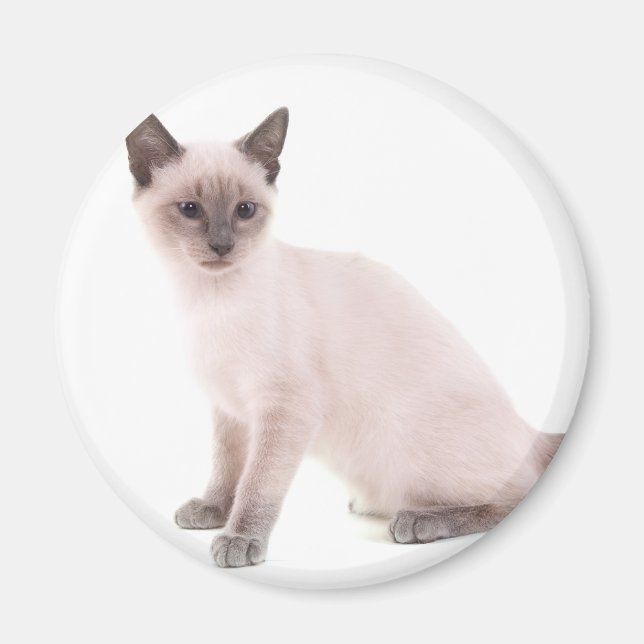 Imã kitten (Frente)