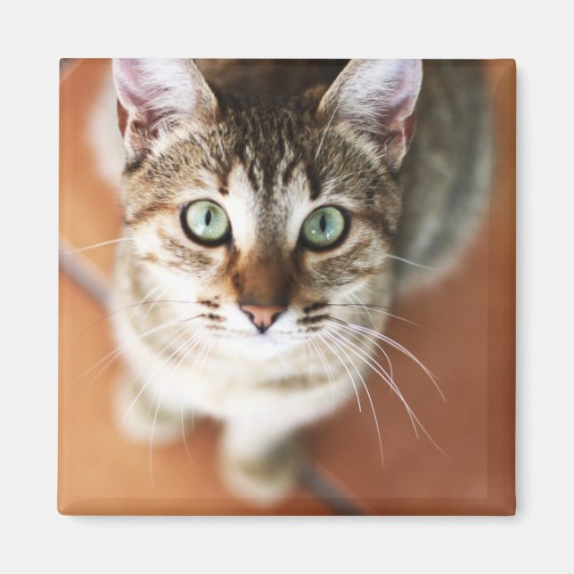 Imã Kitten (Frente)