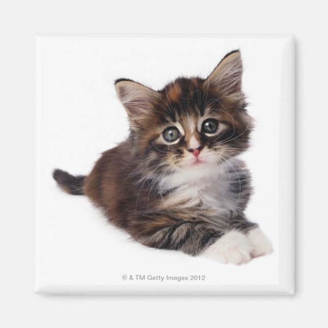 Imã Kitten (Frente)