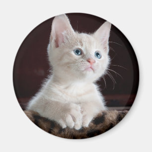 Imã Kitten Branco Vulnerável