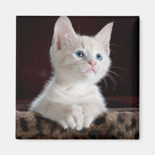 Imã Kitten Branco Vulnerável