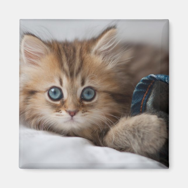 Imã Kitten Com Olhos Azuis (Frente)