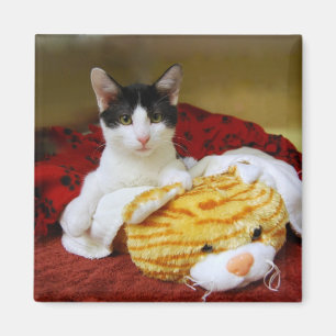 Imã Kitten Com Tigre De Brinquedo