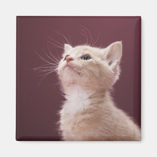 Imã Kitten com Whiskers (Frente)