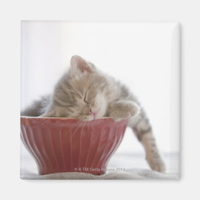 Imã Kitten Dormindo em Bowl (Frente)