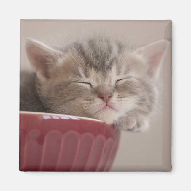 Imã Kitten Dormindo Em Uma Bolinha (Frente)