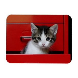 Ímã Kitten Peeking