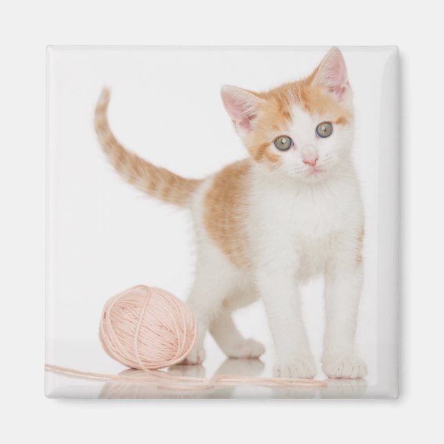 Imã Kitten Próximo A Bola De Corda (Frente)