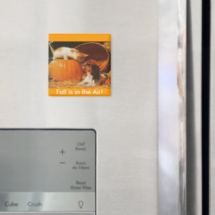 Imã Kitten, Pumpkin e Puppy