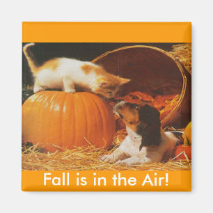 Imã Kitten, Pumpkin e Puppy