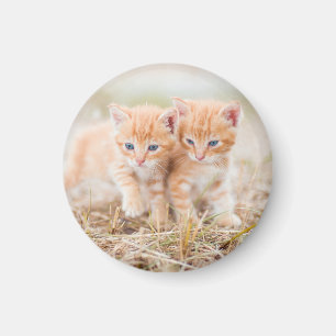 Imã Kitten, Red, Two