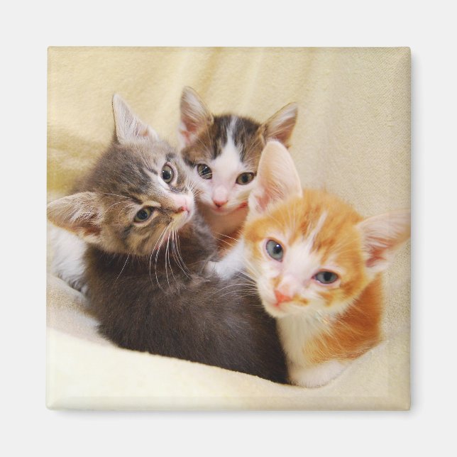 Imã Kitten Trio Magnet (Frente)
