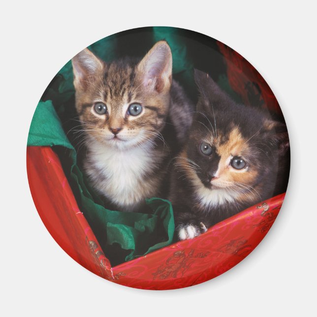 Imã Kittens Natal (Frente)