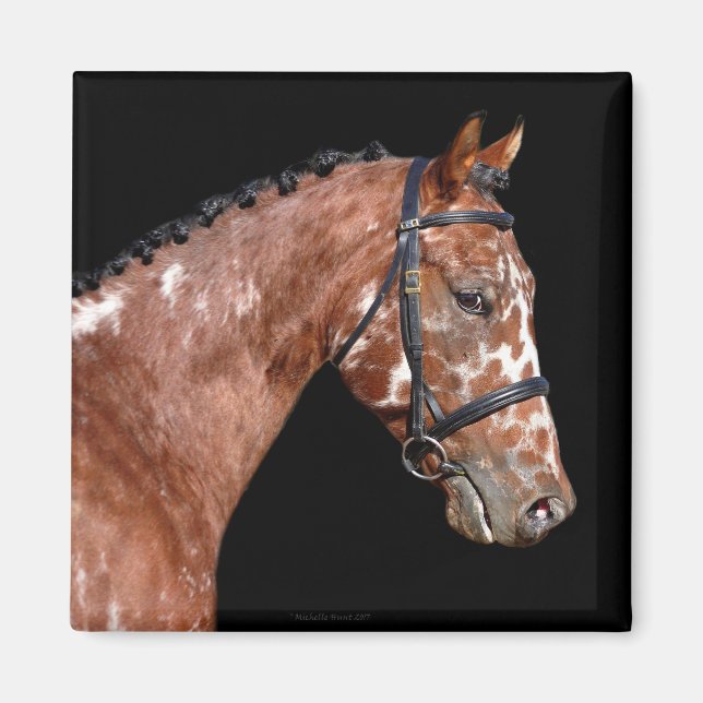 Imã Knabstrupper Stallion Horse Magnet (Frente)