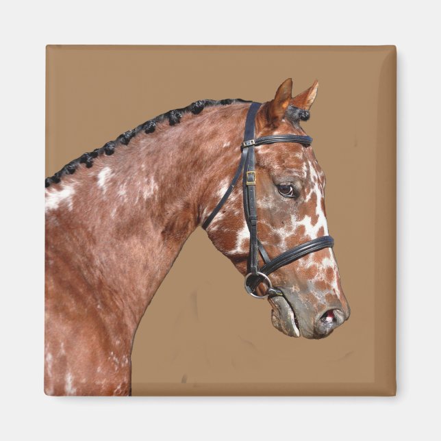 Imã Knabstsuperior Stallion Magnet (Frente)